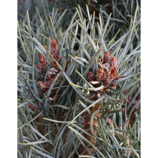 Vzrůstné jehličnany - Borovice lesní 'Glauca' výška 80/100cm