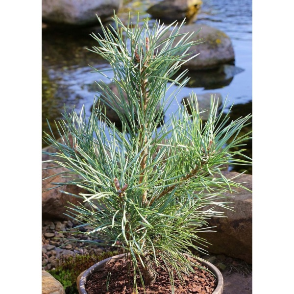 Borovice lesní 'Glauca' výška 80/100cm-0