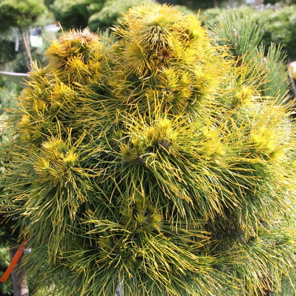 Zakrsle rostoucí jehličnany - Borovice lesní 'Moseri' kmínek 1/2, 36 litrů