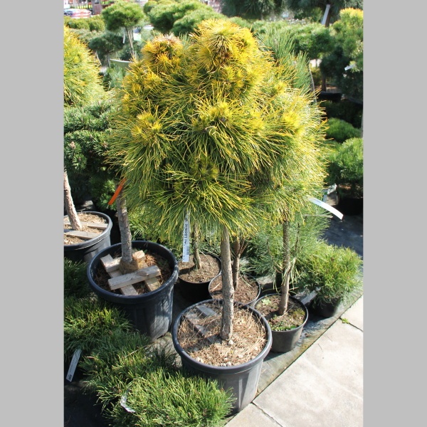 Borovice lesní 'Moseri' kmínek 1/2, 36 litrů-0