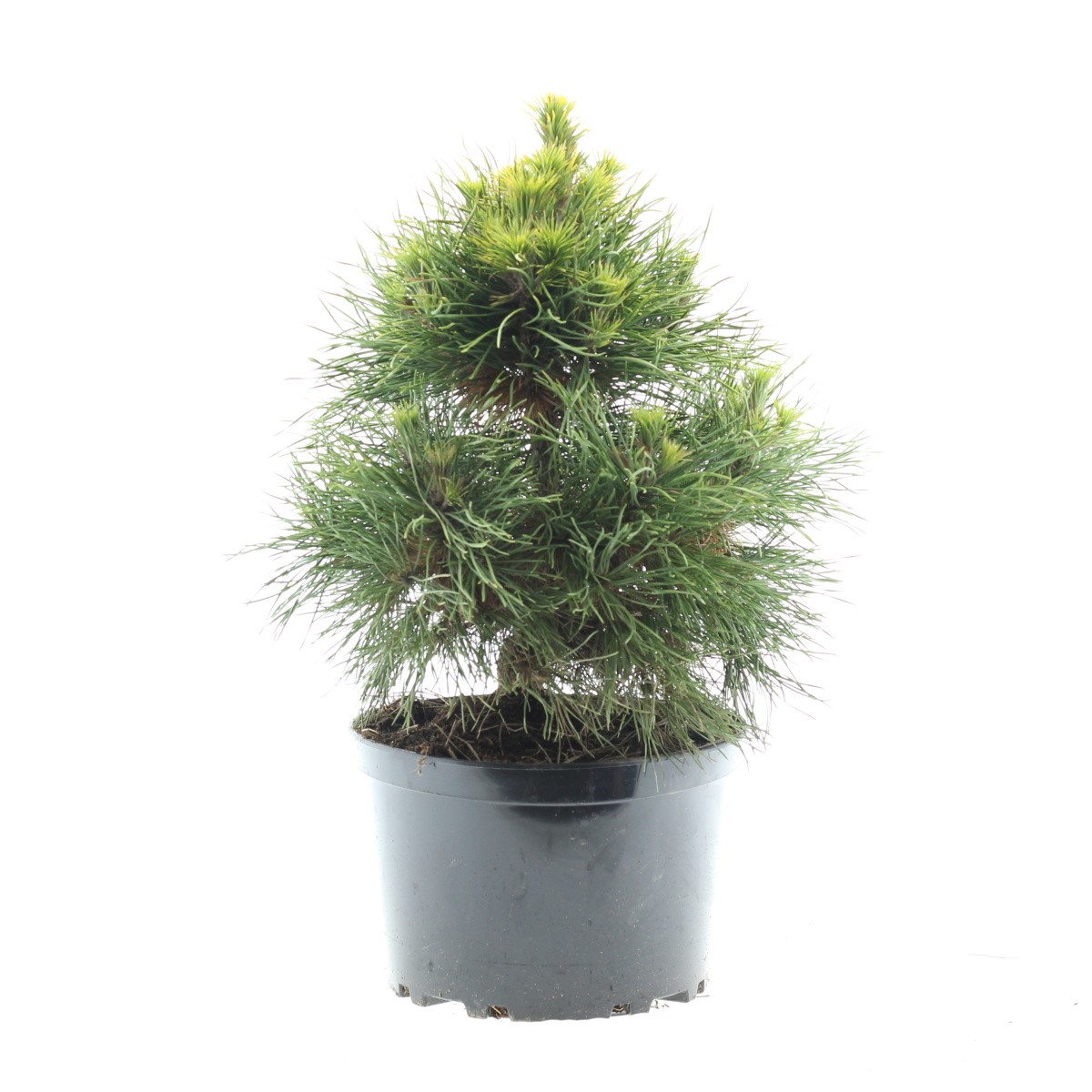 Zakrsle rostoucí jehličnany - Borovice lesní Moseri výška 30/40cm, květináč 4 litry