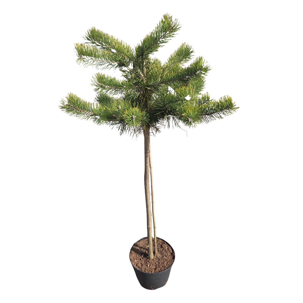 Zakrsle rostoucí jehličnany - Borovice lesní Repens kmínek 50cm