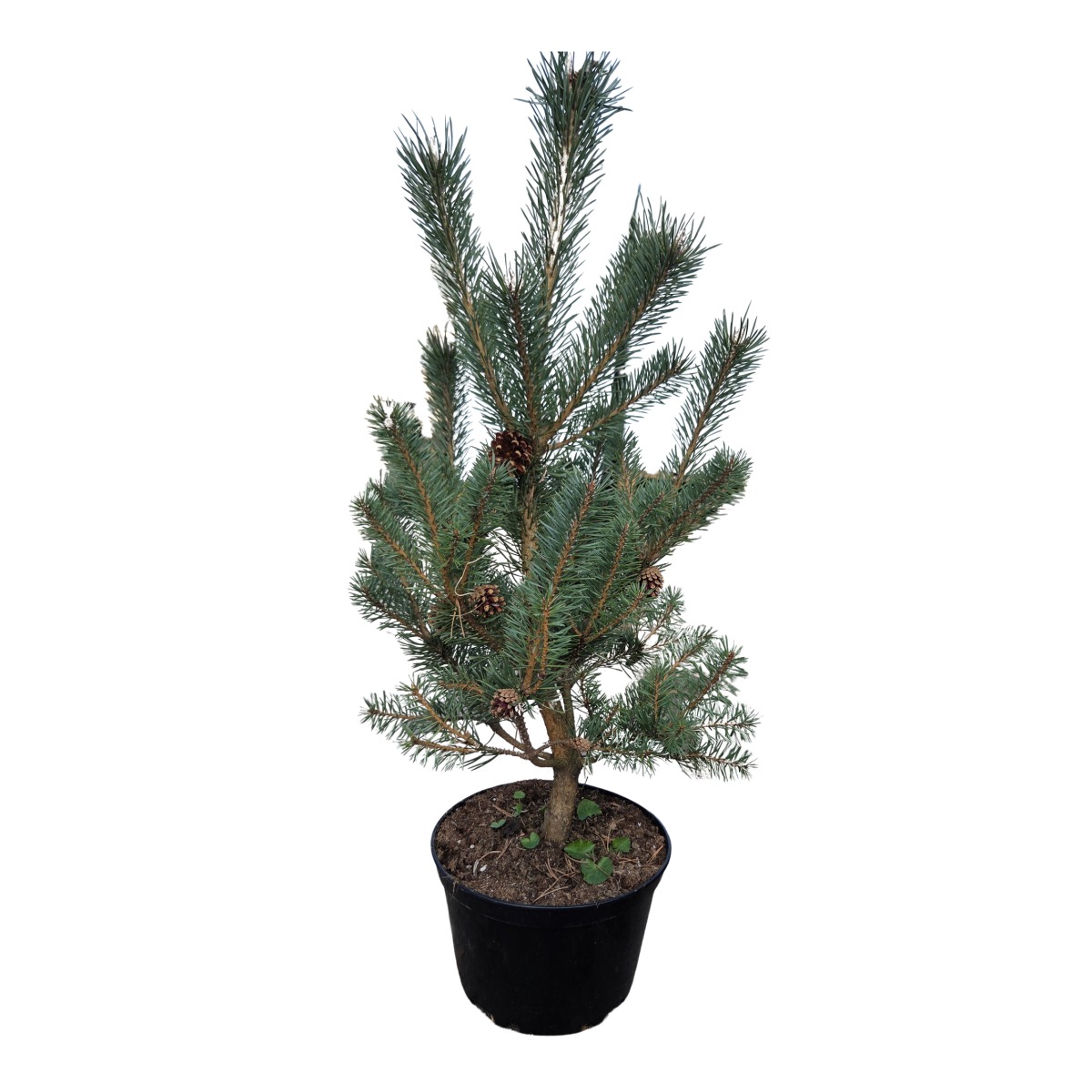 Zakrsle rostoucí jehličnany - Borovice lesní Sandringham výška 40/50cm