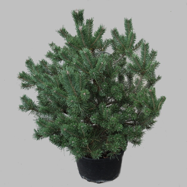 Zakrsle rostoucí jehličnany - Borovice lesní 'Sandringham'