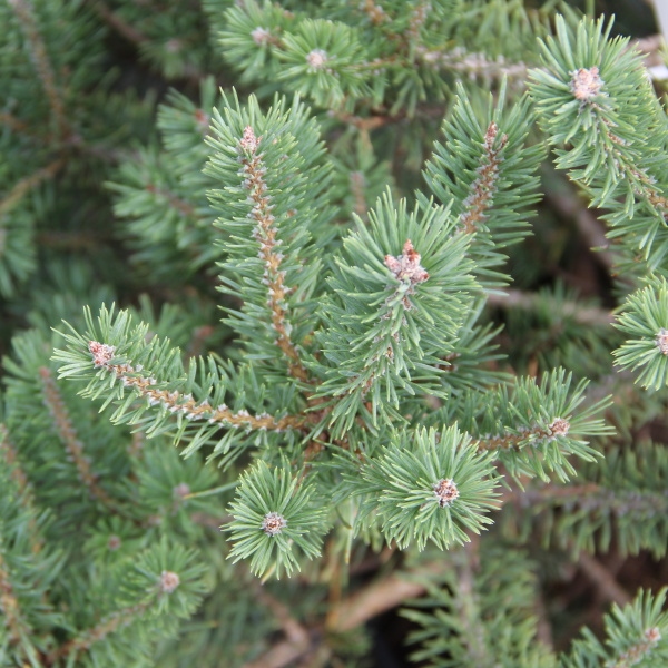 Borovice lesní 'Sandringham'-0