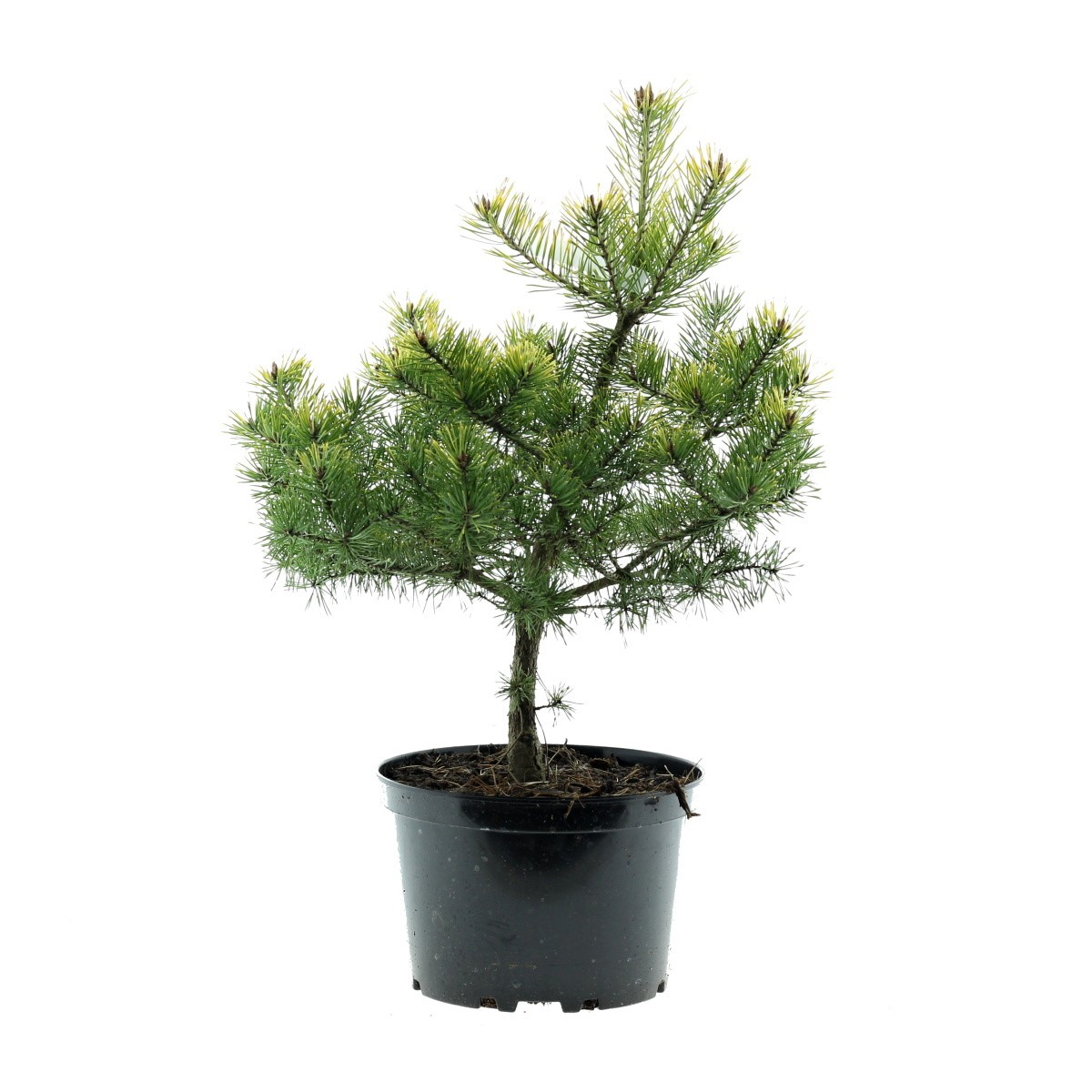 Zakrsle rostoucí jehličnany - Borovice lesní Trollguld květináč 4 litry