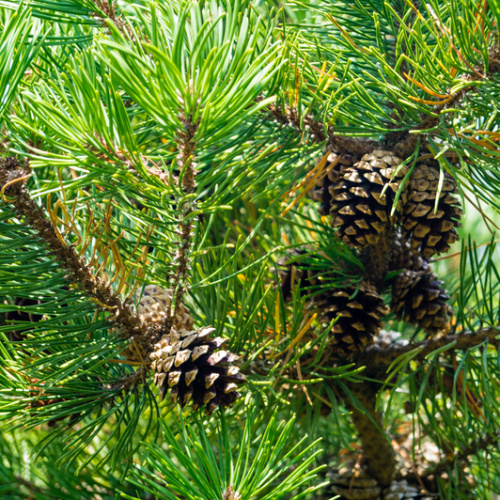 Vzrůstné jehličnany - Borovice lesní výška 100/125cm