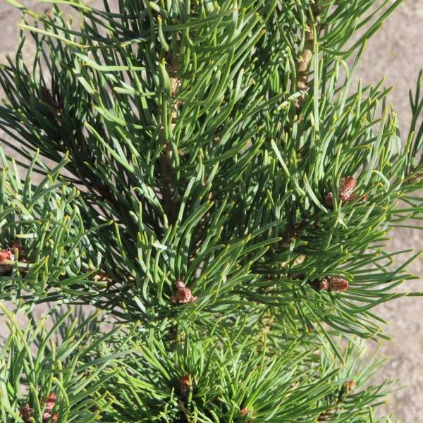 Vzrůstné jehličnany - Borovice lesní Watereri 4 litry