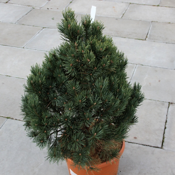 Zakrsle rostoucí jehličnany - Borovice lesní 'Watereri' 7,5 litru