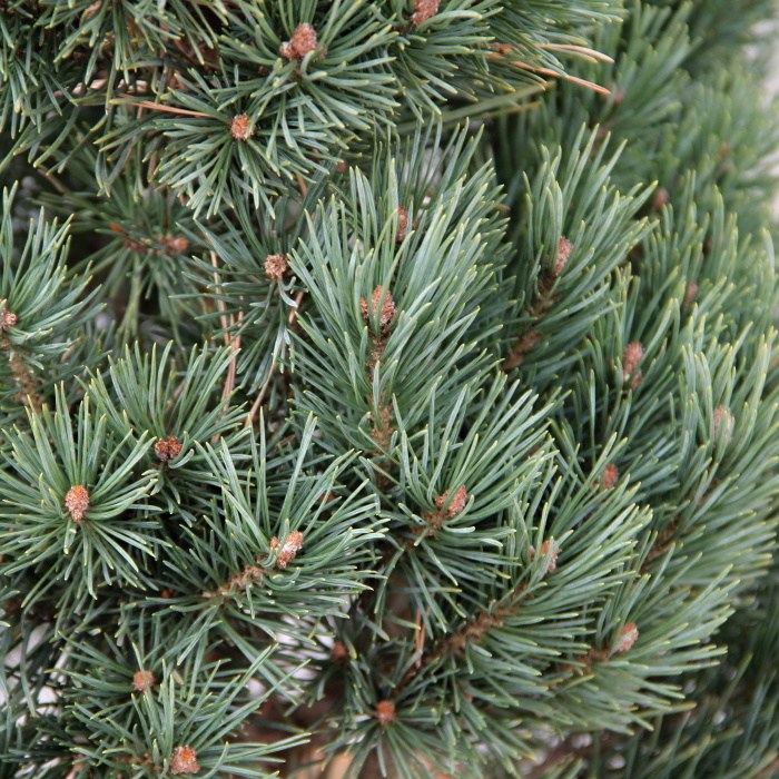 Borovice lesní 'Watereri' 7,5 litru-0