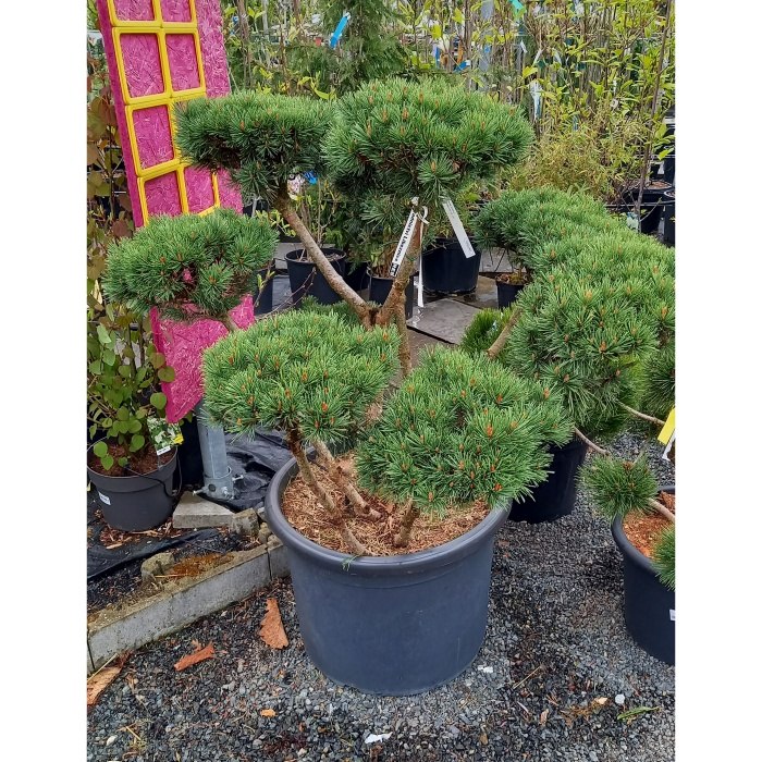 Zakrsle rostoucí jehličnany - Borovice lesní 'Watereri' bonsai 80/100cm