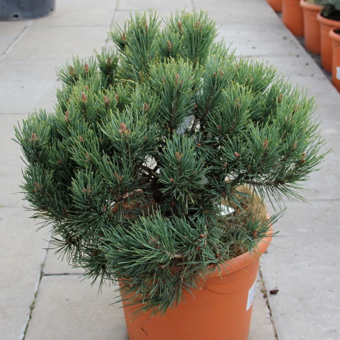 Zakrsle rostoucí jehličnany - Borovice lesní 'Watereri' koule, 7,5 litru