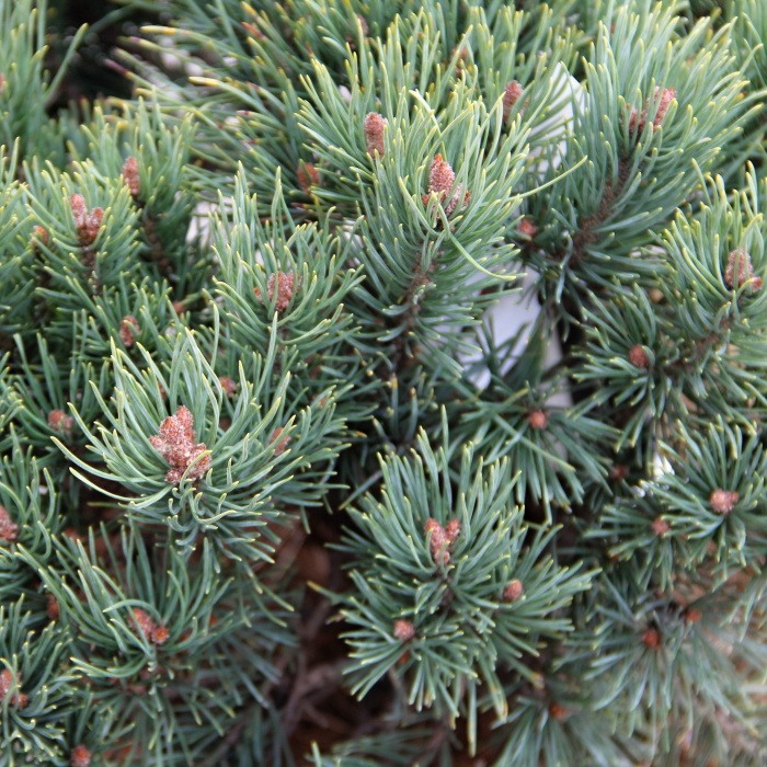 Borovice lesní 'Watereri' koule, 7,5 litru-0