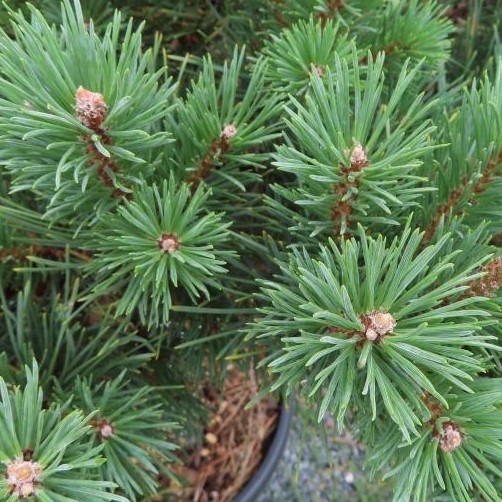 Zakrsle rostoucí jehličnany - Borovice lesní Watereri květináč 30 litrů, kmínek 40cm, stromek