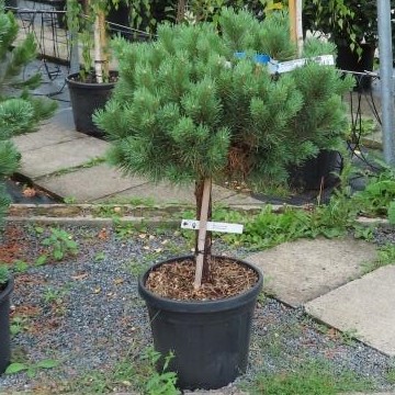 Borovice lesní Watereri květináč 30 litrů, kmínek 40cm, stromek-0