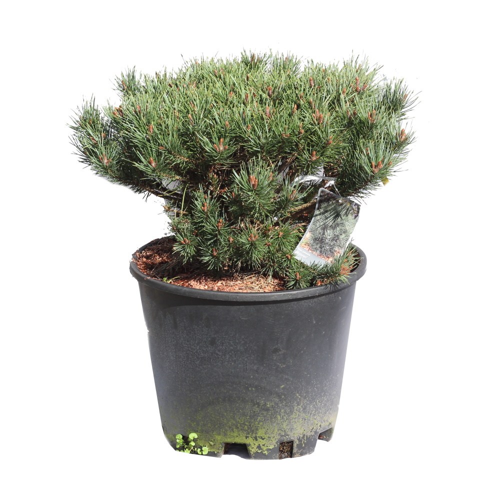 Zakrsle rostoucí jehličnany - Borovice lesní Watereri výška 40/50cm, květináč 25 litrů