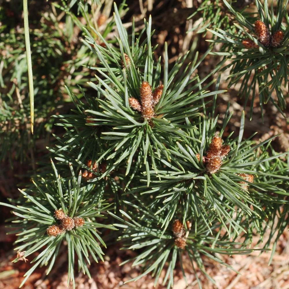 Borovice lesní Watereri výška 40/50cm, květináč 25 litrů-0