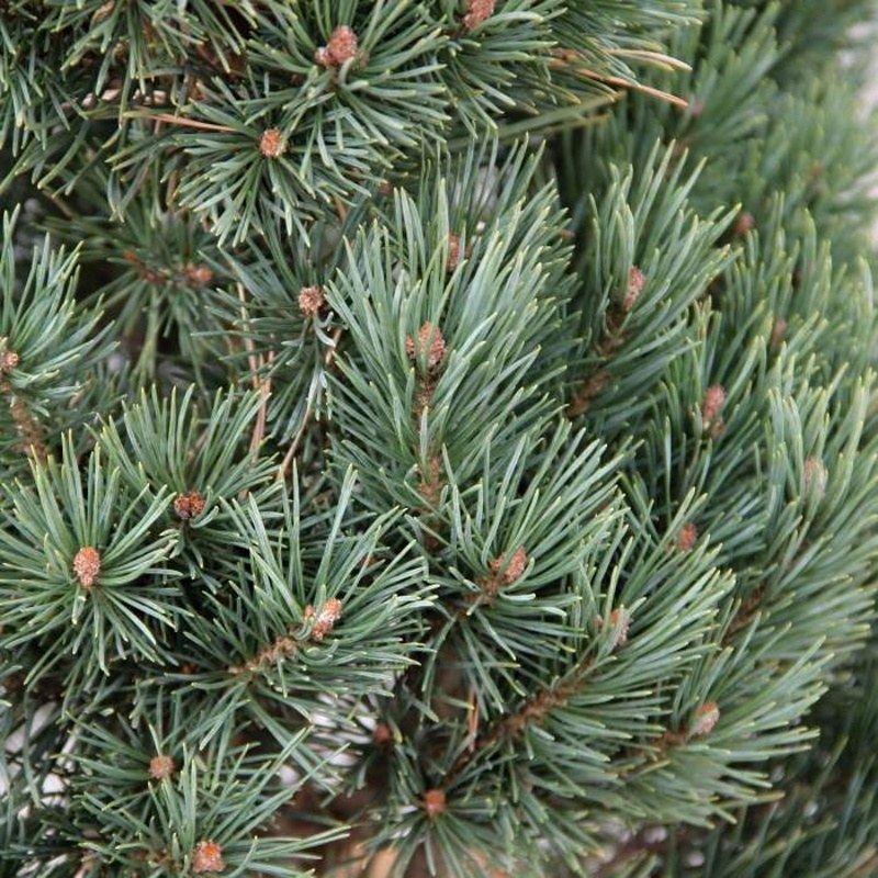 Zakrsle rostoucí jehličnany - Borovice lesní 'Watereri' výška 40/60cm, květináč 20 litrů