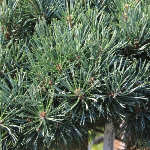 Vzrůstné jehličnany - Borovice lesní 'Watereri' výška 50/60cm, 40 litrů