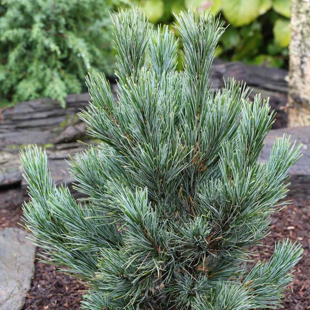 Vzrůstné jehličnany - Borovice limba Glauca výška 100/125cm, květináč 10 litrů