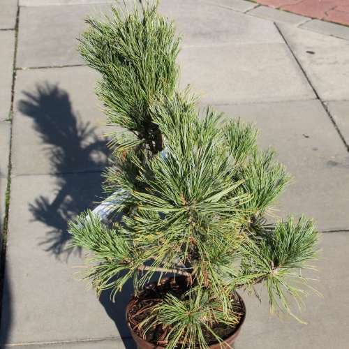 Borovice limba 'Nana' 3 litry-0