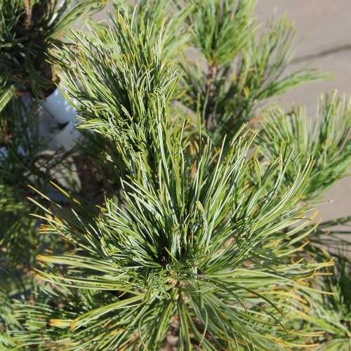 Zakrsle rostoucí jehličnany - Borovice limba 'Nana' výška 25/30cm, 4 litry