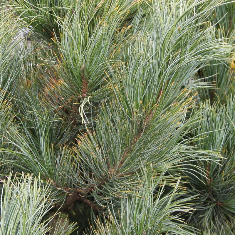 Zakrsle rostoucí jehličnany - Borovice limba 'Westerstede' 20 litrů