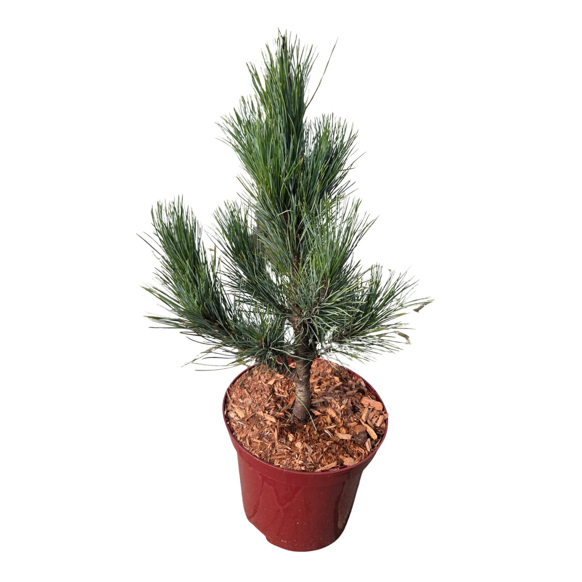 Zakrsle rostoucí jehličnany - Borovice limba Westerstede výška 25/30cm, květináč 3 litry