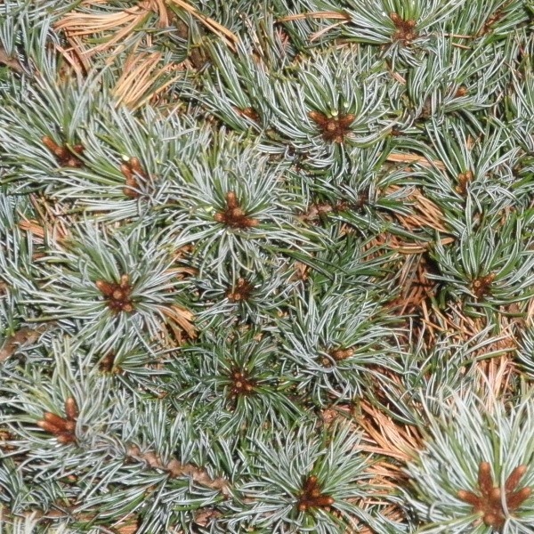 Zakrsle rostoucí jehličnany - Borovice malokvětá 100/125