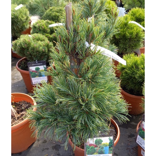 Vzrůstné jehličnany - Borovice malokvětá 'Blue Giant' výška 30/40cm, 5 litrů