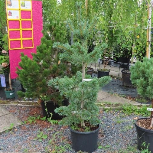 Vzrůstné jehličnany - Borovice malokvětá 'Glauca Elegans' květináč 20 litrů, výška 80/100cm, větve od spodu stromek