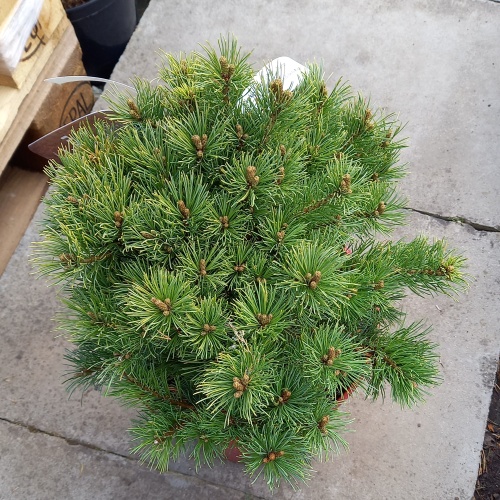 Zakrsle rostoucí jehličnany - Borovice malokvětá 'Karen' výška 25/30cm, 5 litrů