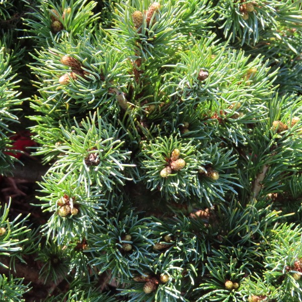 Zakrsle rostoucí jehličnany - Borovice malokvětá 'Kusu Dama' 20/25cm