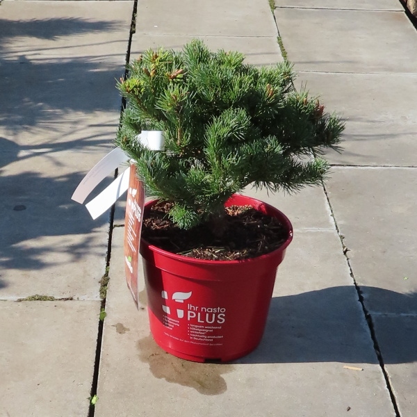 Borovice malokvětá 'Kusu Dama' 20/25cm-0