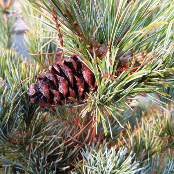 Zakrsle rostoucí jehličnany - Borovice malokvětá 'Negishi' 10 litrů