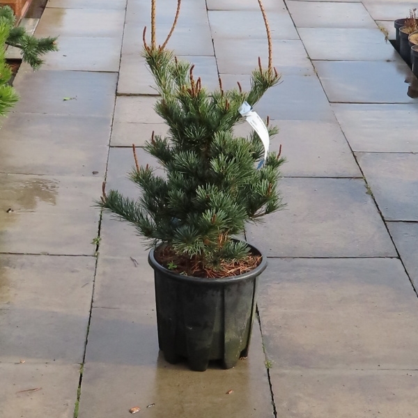 Borovice malokvětá 'Negishi' 10 litrů-0