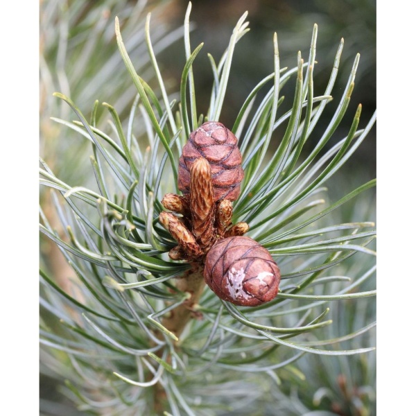 Vzrůstné jehličnany - Borovice malokvětá 'Negishi' výška 30/40cm, 10 litrů