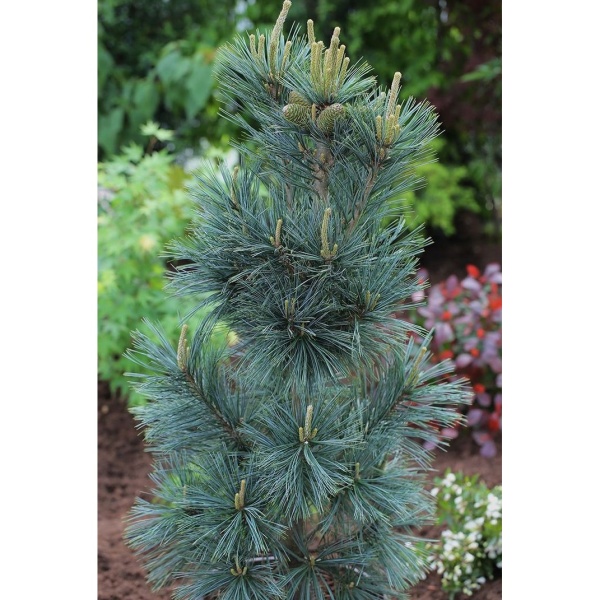 Borovice malokvětá 'Negishi' výška 30/40cm, 10 litrů-0