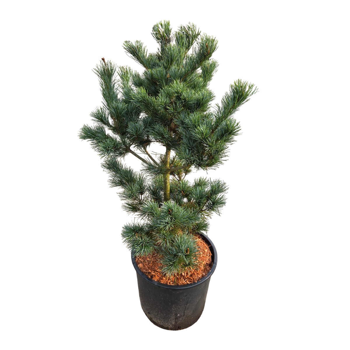 Zakrsle rostoucí jehličnany - Borovice malokvětá Negishi výška 60/70cm