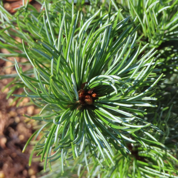 Vzrůstné jehličnany - Borovice malokvětá 'Tempelhof' 5 litrů