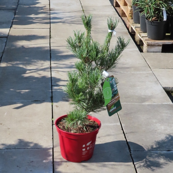 Borovice malokvětá 'Tempelhof' 5 litrů-0