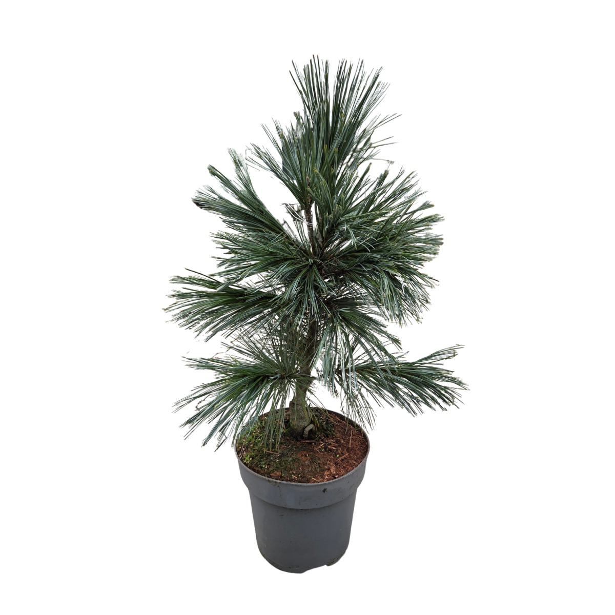 Vzrůstné jehličnany - Borovice ohebná Vanderwolfs Pyramid výška 40/60cm, květináč 7 litrů