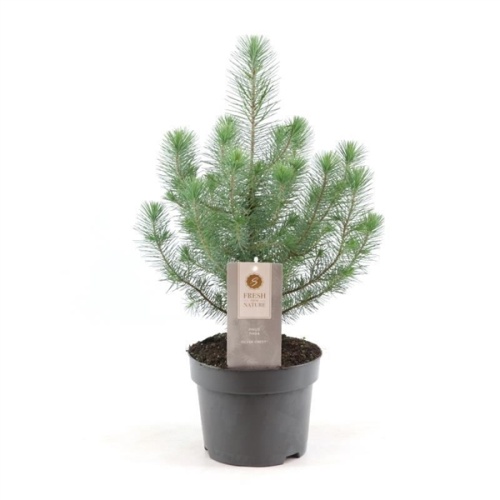 Vzrůstné jehličnany - Borovice pínie 12cm