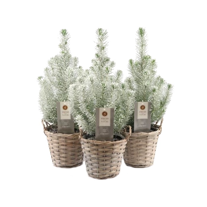 Pokojové rostliny - Borovice pinie dekorovaná květináč 19cm