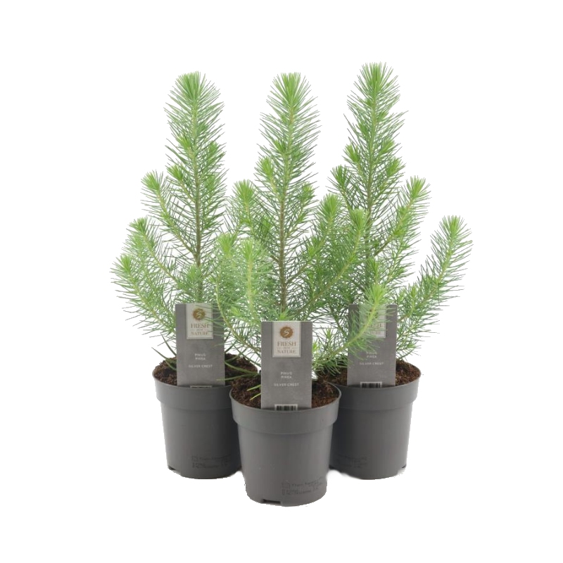 Nádobové květiny - Borovice pinie květináč 10,5cm