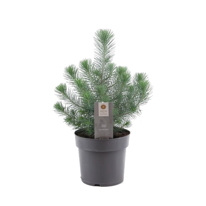 Pokojové rostliny - Borovice pinie květináč 17cm