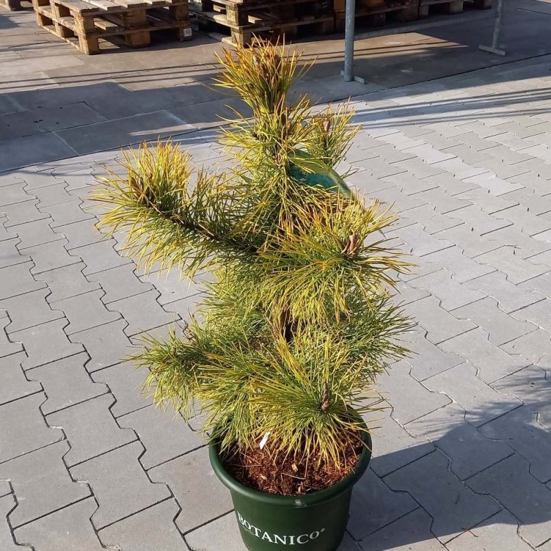 Zakrsle rostoucí jehličnany - Borovice pokroucená 'Chief Joseph' výška 40/60cm, květináč 6 litrů