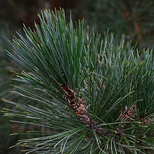 Vzrůstné jehličnany - Borovice Schwerinova 10 litrů