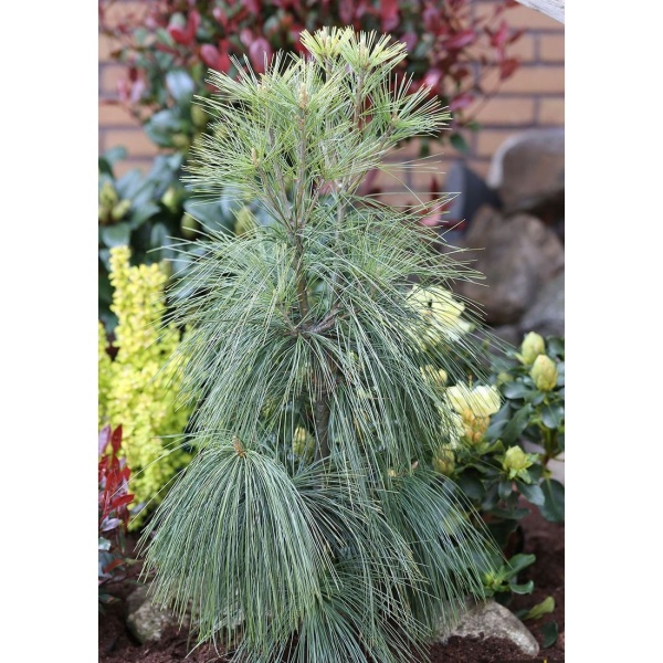 Vzrůstné jehličnany - Borovice Schwerinova výška 60/80cm