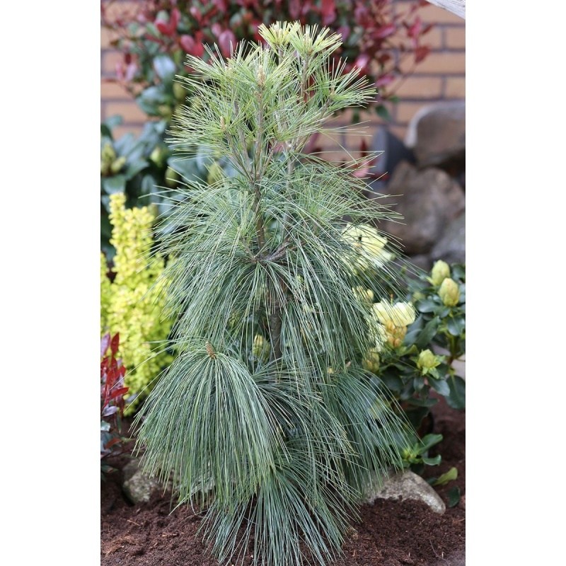 Vzrůstné jehličnany - Borovice Schwerinova výška 80/100cm